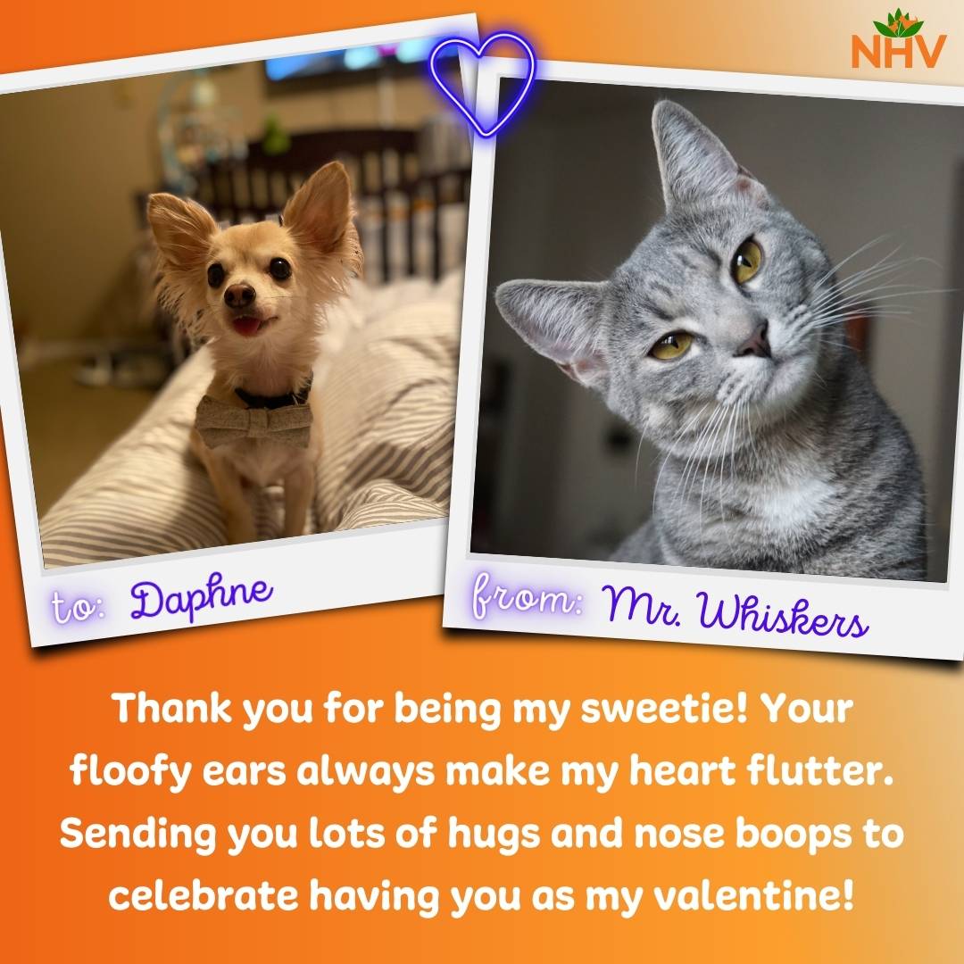 Example of one of the Valentine's day card created for the love giveaway. "To: Daphne, From: Mr. Whiskers. Thank you for being my sweetie! Your floofy ears always make my heart flutter. Sending you lots of hugs and nose boops to celebrate having you as my valentine!"