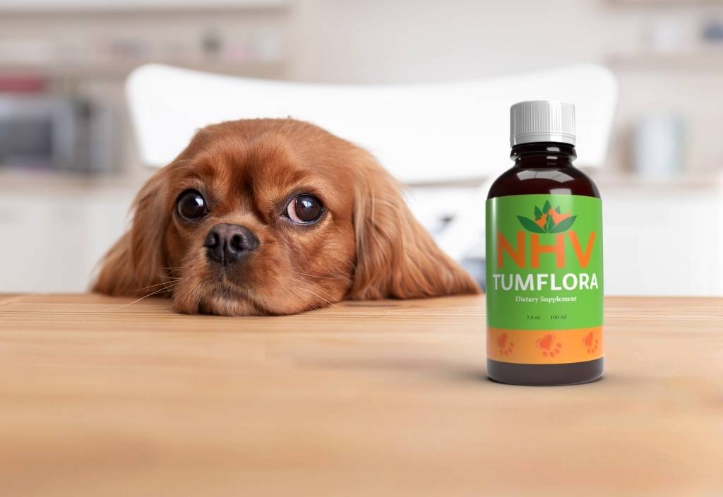 Spaniel dog with their head on a table looking at a bottle of TumFlora. TumFlora is beneficial for both IBD in cats and dogs.