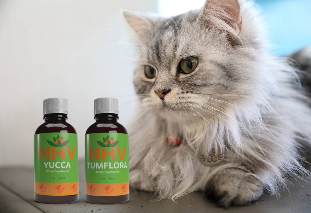 Long-haired cat laying on a counter top next to a bottle of TumFlora and a bottle of Yucca (the Healthy Gut and Digestive Super Support Kit) for IBD in cats. 