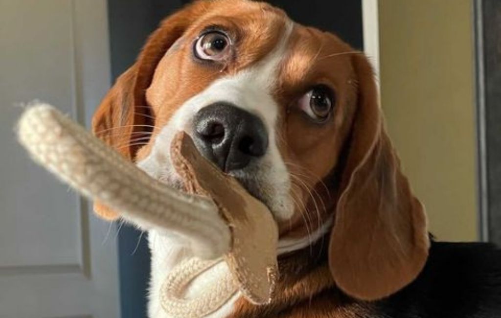 Jasper the beagle holding a dog toy in his mouth. 