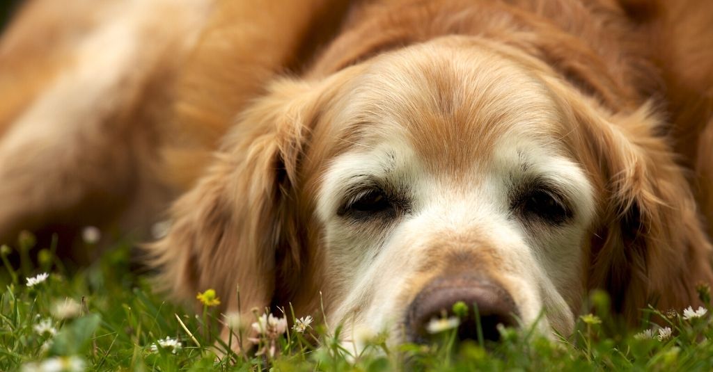 Canine Cognitive Dysfunction and Senior Pets