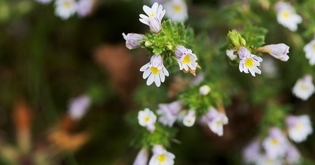 Cluster of eyebright plants with flowers in full bloom.