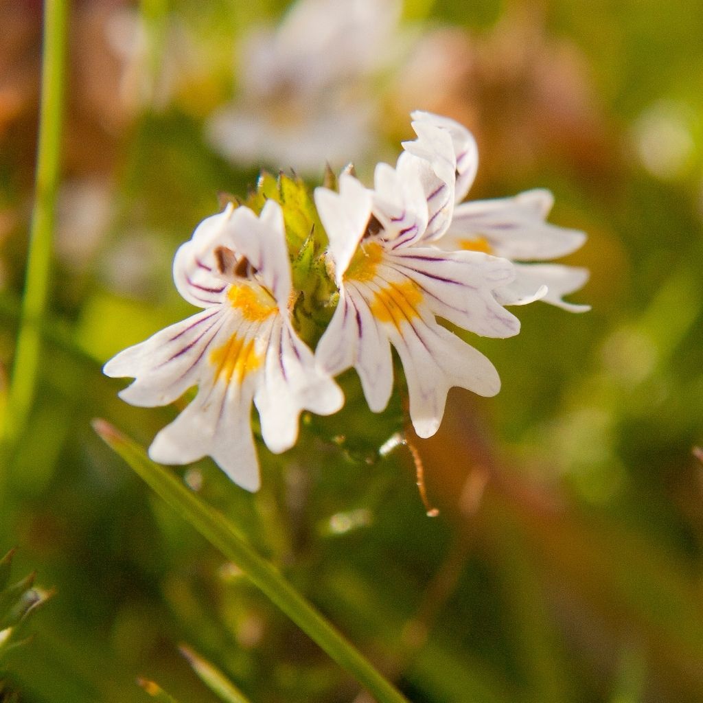 Close up of eyebright flowers growing in the wild. 
