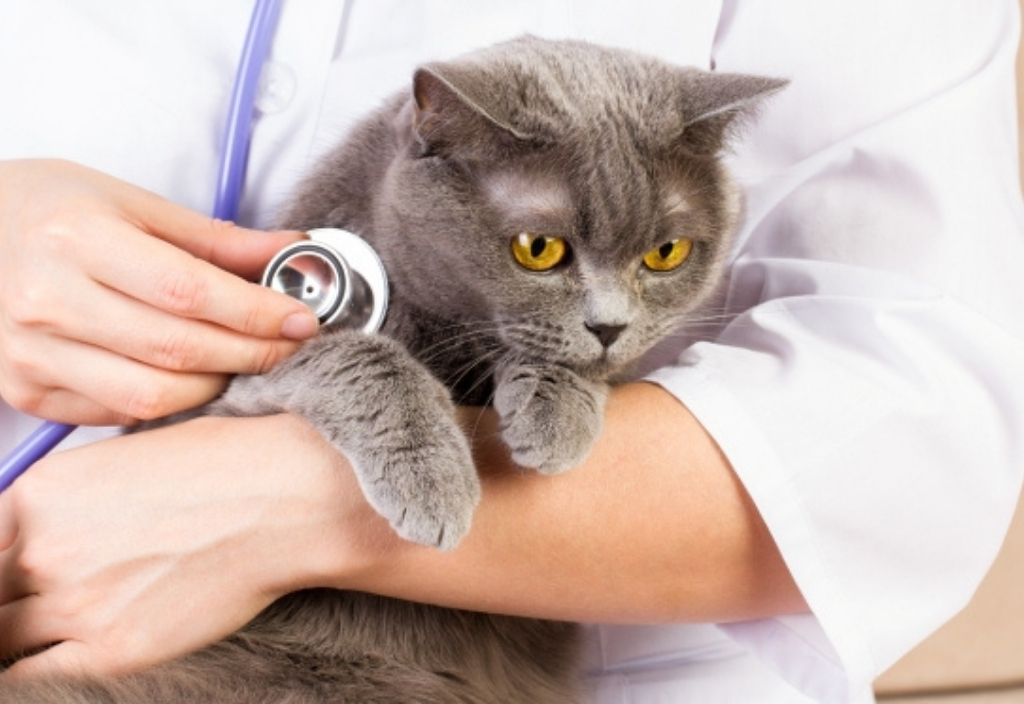 doctor white coat with stethoscope holding a cat