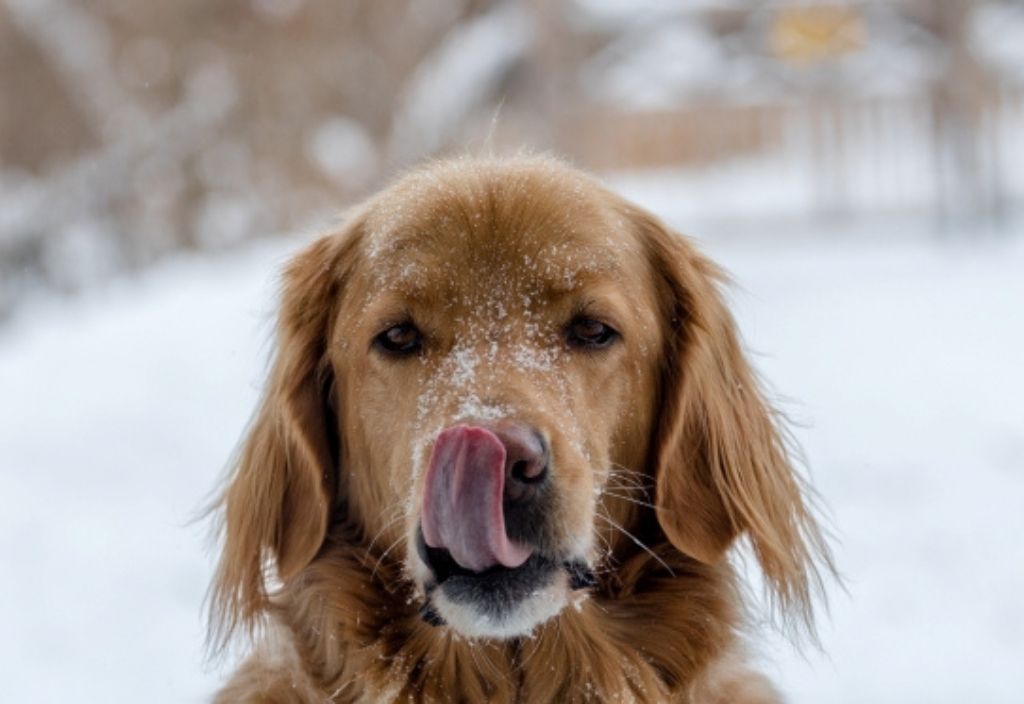 Dog licking in snow