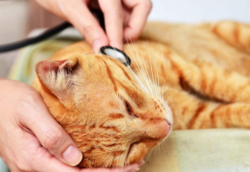 cat being examined by a vet