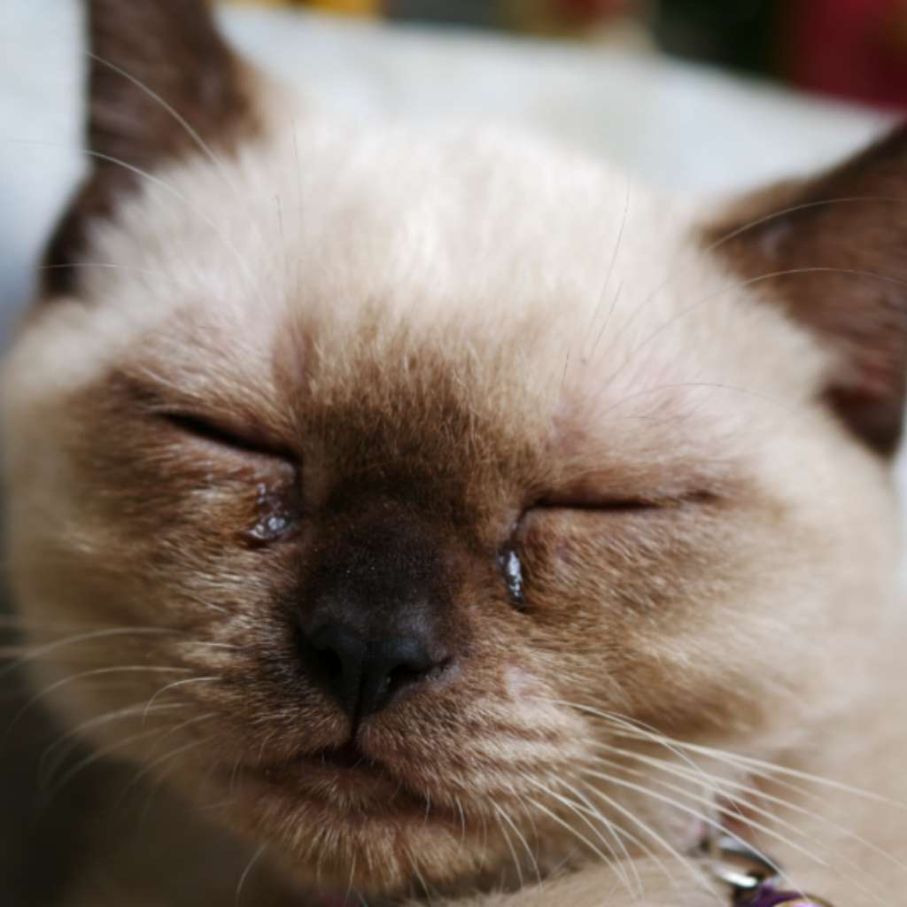 sinusitis in cats