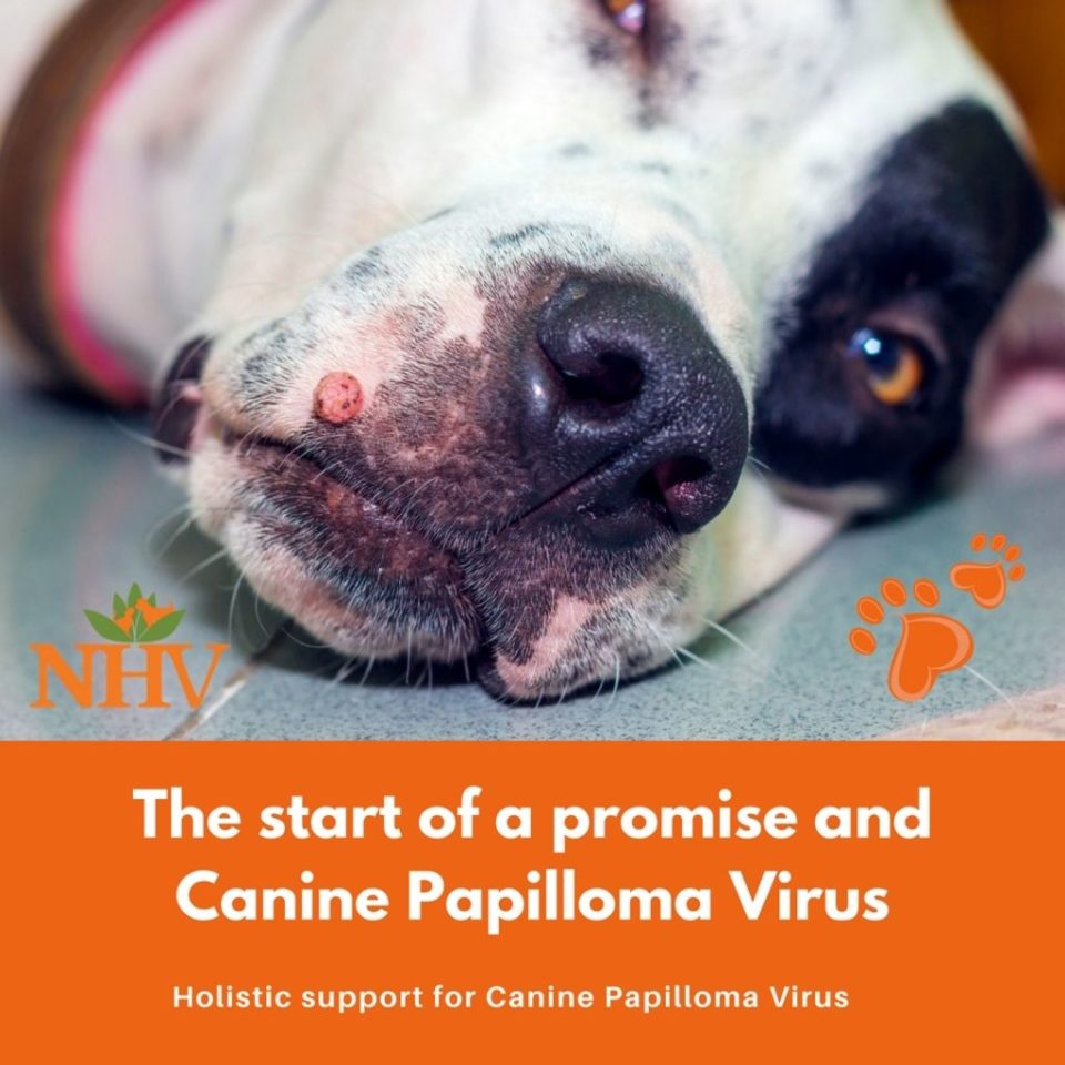 Holistic support for Canine Papilloma Virus NHV Pet Health Blog