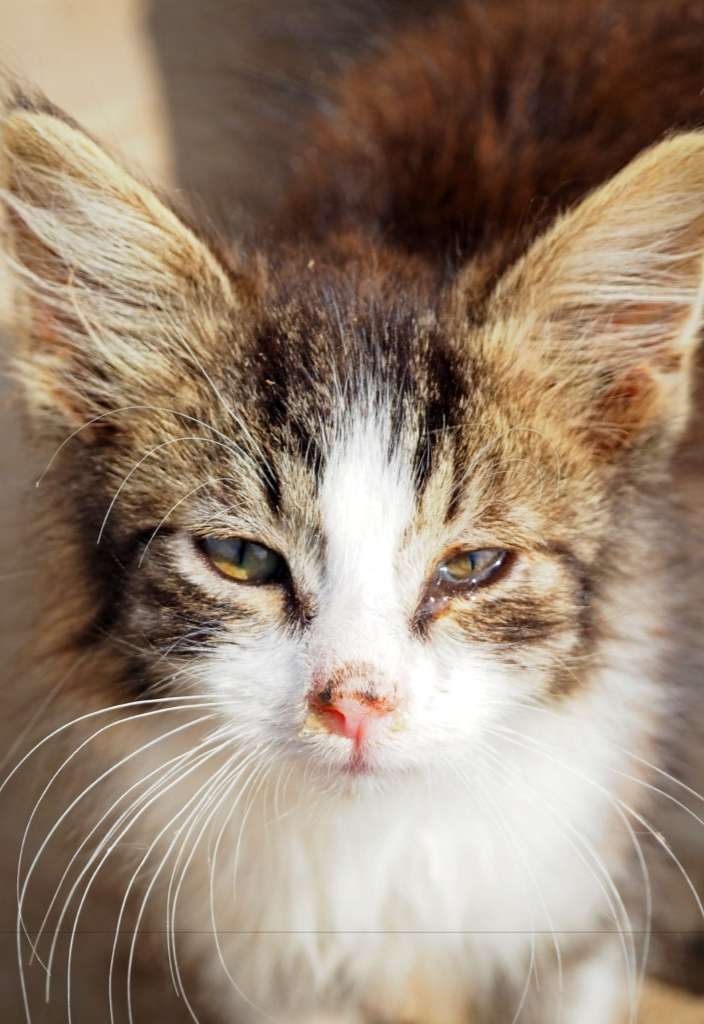 Spektakulær tobak maksimere Feline immundefektvirus - FIV hos katte forklaret af en holistisk dyrlæge