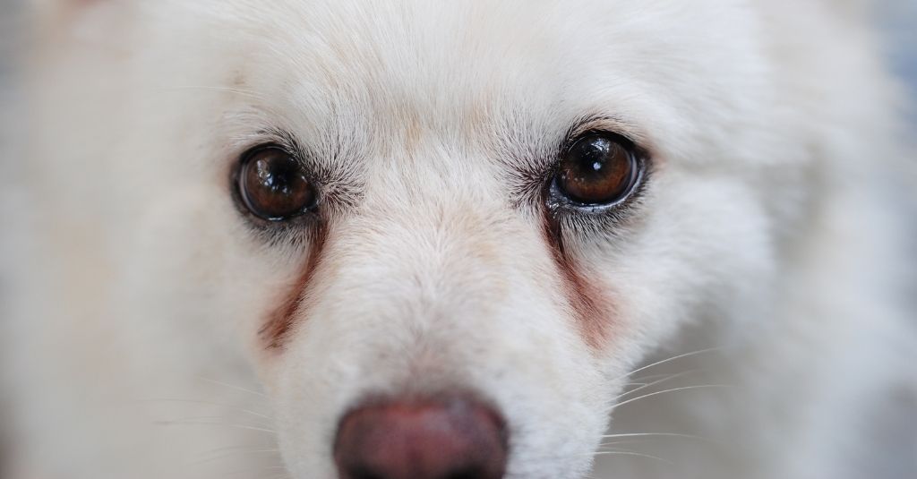 White dog with reddish brown tear stains. How to get rid of cat and dog tear stains