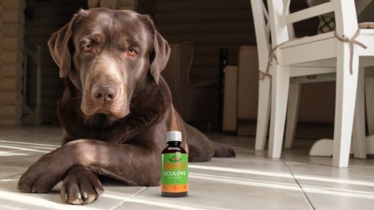 Chocolate lab dog laying on the floor in a kitchen next to a bottle of NHV OcuLove. Natural support for eye health and cherry eye in dogs and cats