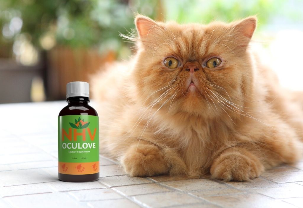Orange Persian cat laying on a tile countertop next to a bottle of NHV OcuLove - natural support for eye health and cherry eye in dogs and cats.