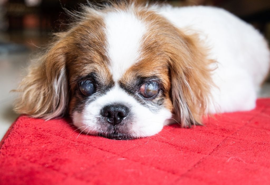 Pekingese dog with severe cataracts. Eye diseases in dogs
