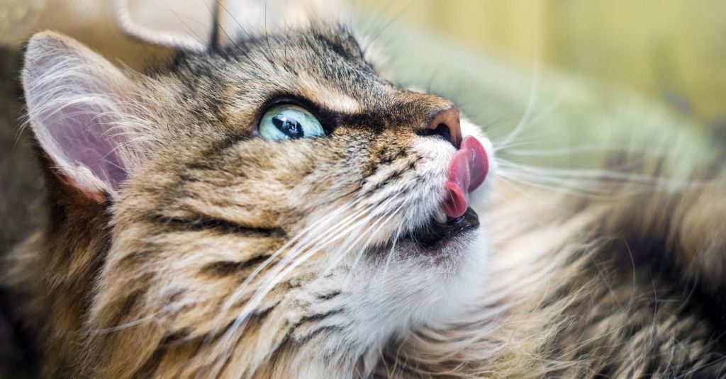 Long-hair cat licking it's nose. Signs of Cat and Dog Nose Issues.