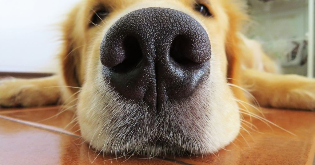 Signs of Cat and Dog Nose Issues