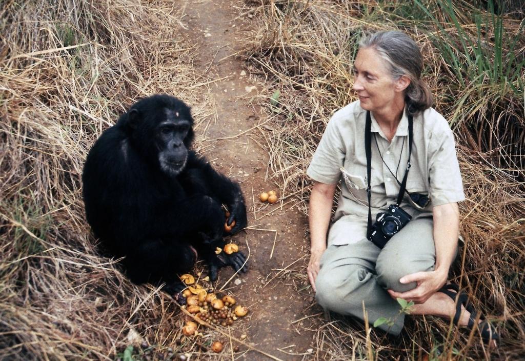Jane Goodall sitting on the ground next to a chimp. Happy International Women's Day: 6 women changing the world for animals