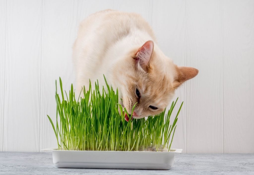 Cream-colored cat leaning over a tray of cat grass to eat some. Why do cats eat grass?