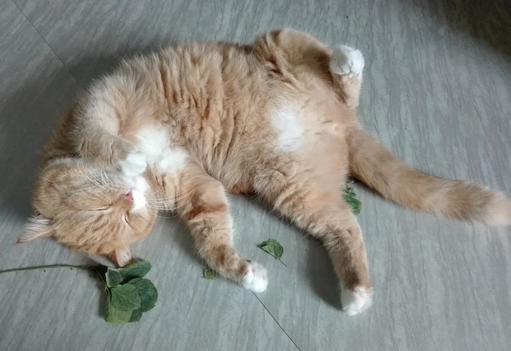 A beige cat laying on the floor belly up asleep surrounded by catnip leaves. Why do cats like catnip?