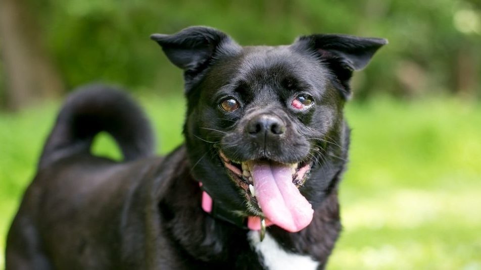 Vet Talks: Treating Pillow Foot or Plasma Cell Pododermatitis in Cats