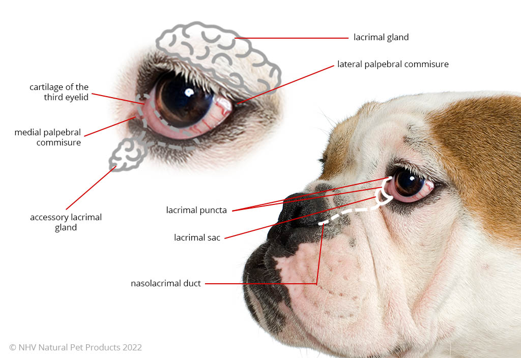 Diagram using an English bulldog to show the anatomy of the eye in relation to a cherry eye in dogs and cats