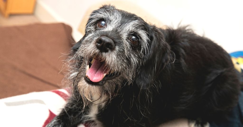 Black scruffy dog with grey hair around the face laying down with a happy look on their face. How to care for your senior dog or cat