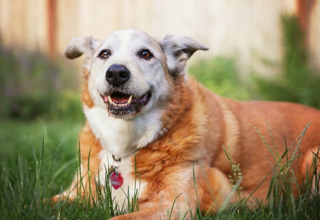 White and golden dog with a happy look on their face, laying in the grass. How to care for your senior dog or cat
