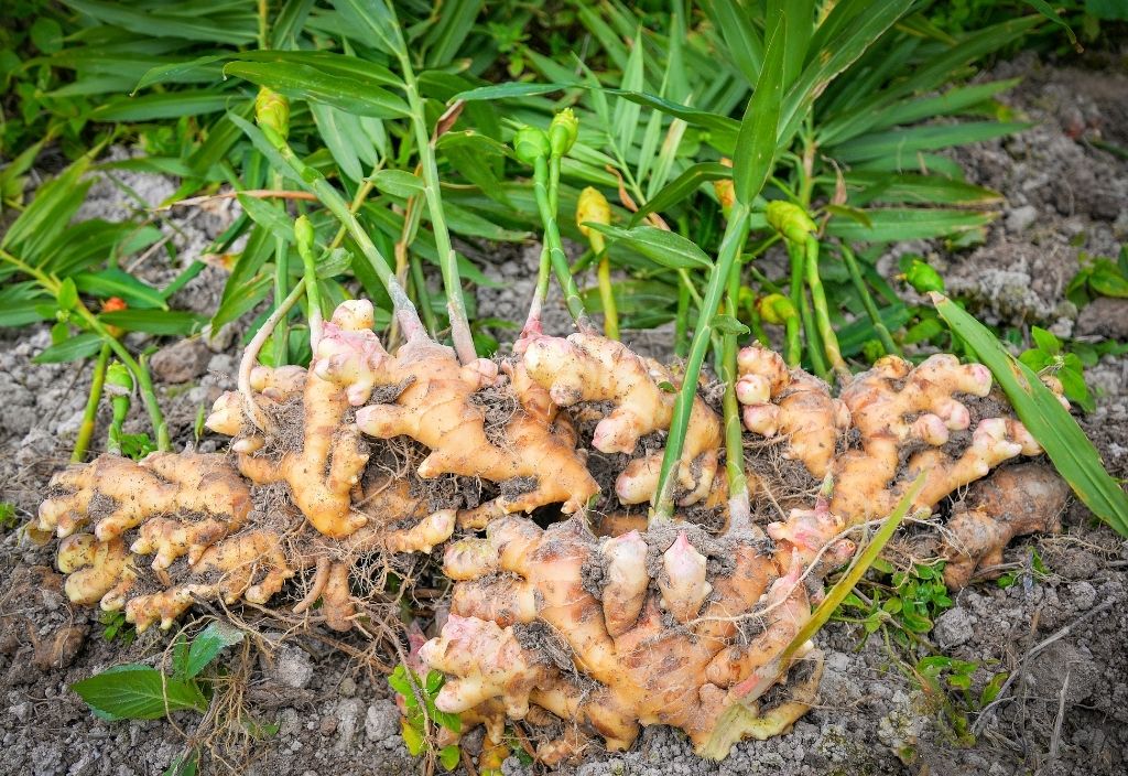Harvested ginger plants, showing the leaves, stalks, rhizomes, and roots. Is ginger good for dogs and cats?