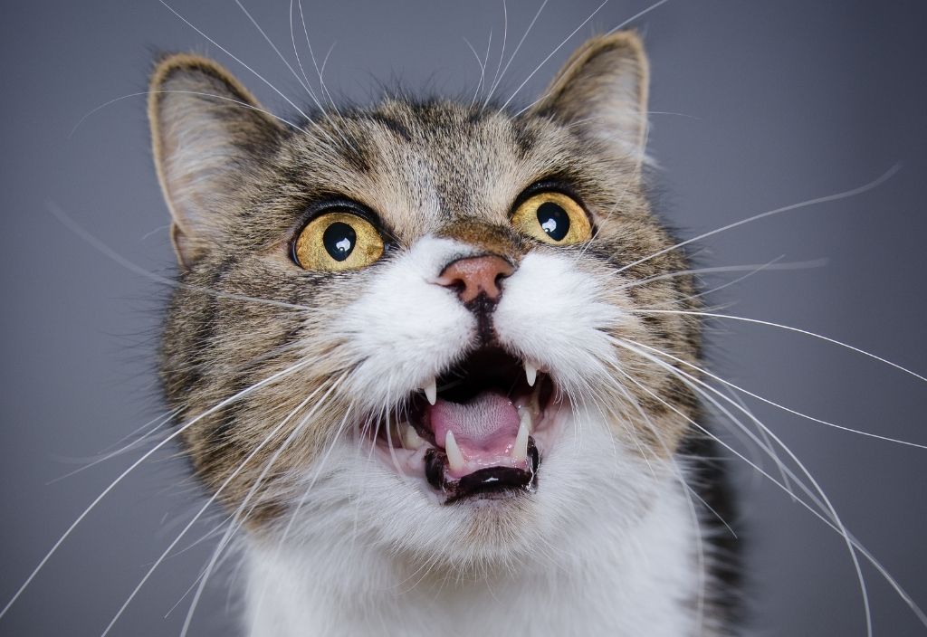 Close up of a tabby cat's face while they meow. Why do cats meow?