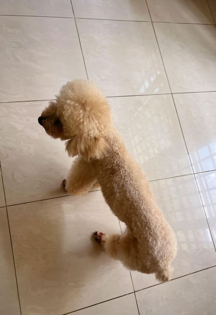 Cream poodle-like dog is standing on a tiled floor