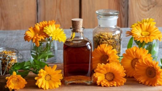 Image of two glass bottles one containing marigold oil extraction, the other contains marigold flower infusion, both bottles are on a wooden surface surrounded by different shades of marigolds. Are marigolds poisonous to dogs and cats?