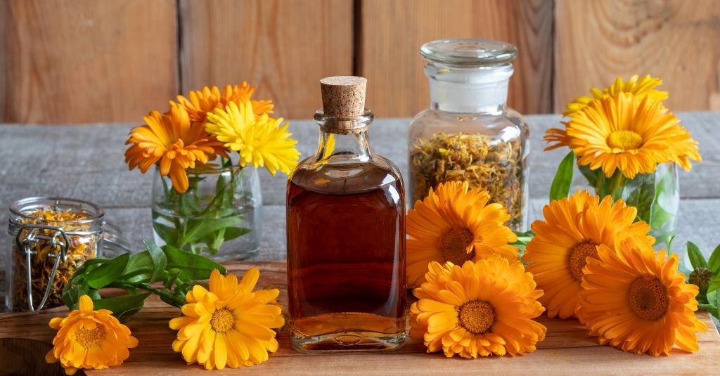 Is Calendula Safe For Dogs and Cats? - NHV Pet Blog