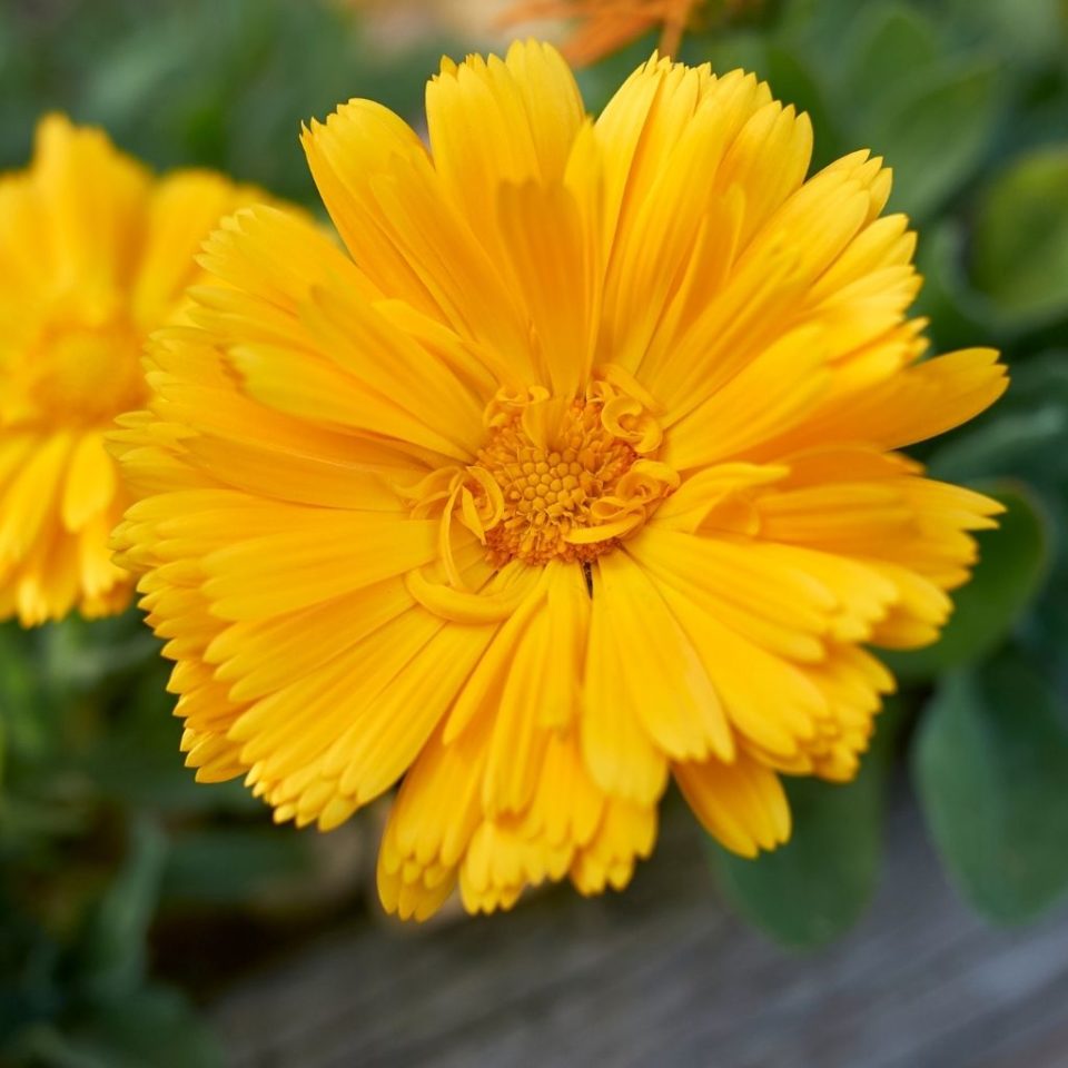 Is Calendula Safe For Dogs and Cats? NHV Pet Blog