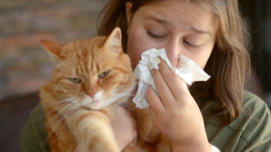 woman suffering from allergies, her nose in a tissue holding an orange cat. hypoallergenic cat: pet experts expose the truth
