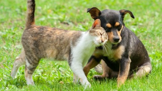Cat rubbing against a dog sitting in a field of green grass. Liver failure in dogs and cats.