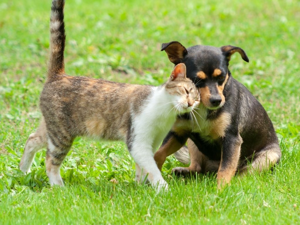 Katt gnir seg mot en hund som sitter i et felt med grønt gress. Leversvikt hos hunder og katter.