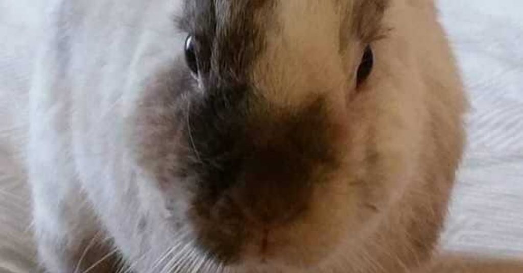 up close of buddy bardino who is a bunny with pointy ears and a brown patch on his face. rabbit arthritis buddy's story