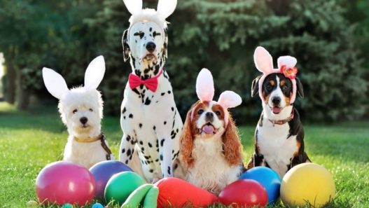 4 dogs wearing rabbit ear headbands in a park with large Easter eggs surrounding them. Earn an NHV coupon code with our 2022 egg hunt.