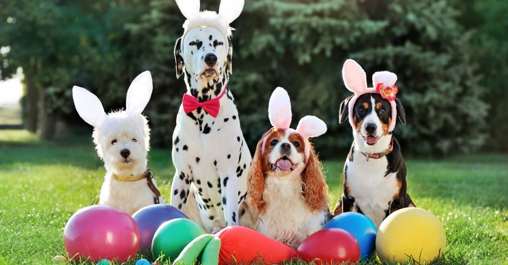 4 dogs wearing rabbit ear headbands in a park with large Easter eggs surrounding them. Earn an NHV coupon code with our 2022 egg hunt.