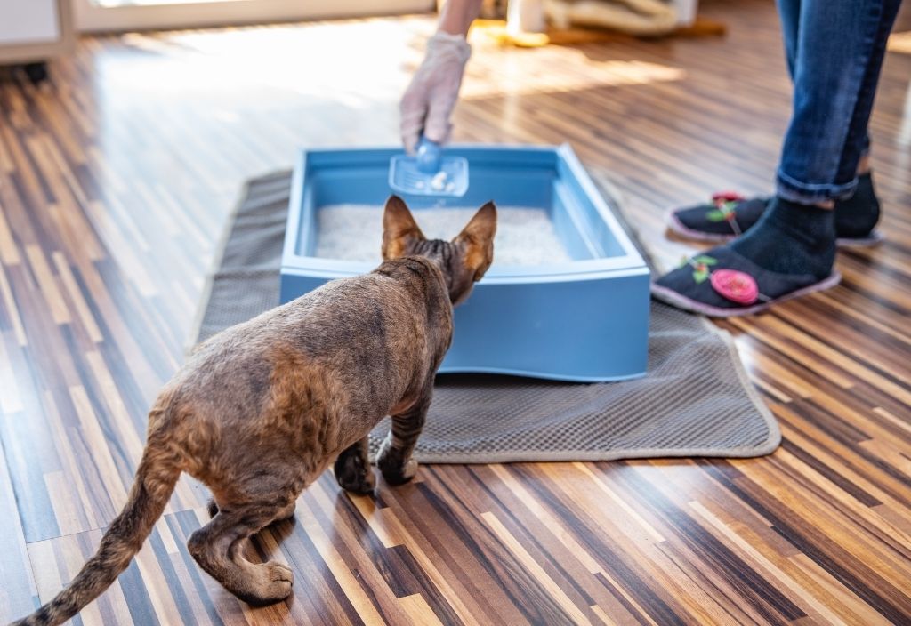 Devon rex cat watching person cleaning their litter box. What cat or dog poop can tell you.