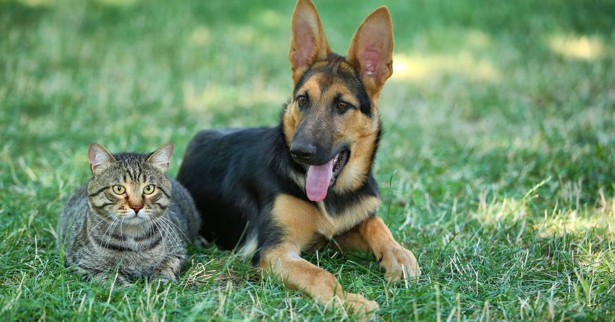 signs-of-hip-dysplasia-in-dogs-and-cats