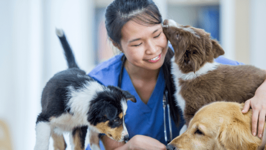 Photo of a female holistic vet caring for four different dogs with a smile on her face.
