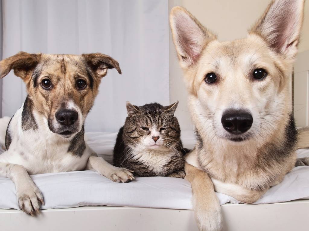 What is Ringworm in Dogs and Ringworm in Cats