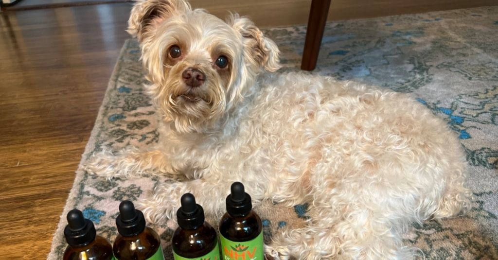 Pooka laying on the ground with his natural remedies for cushing's disease in dogs