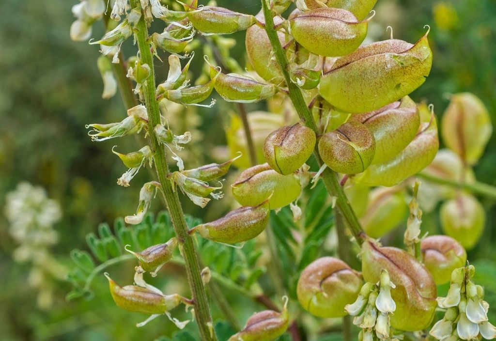 close up of astragalus plant.. clusters of small yellow flowers on vine-like stems. 