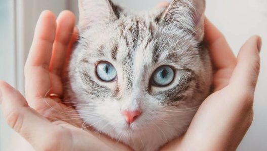 Human hands gently holding a light grey cat's head in their hands. How you can help your kitty with cat anxiety