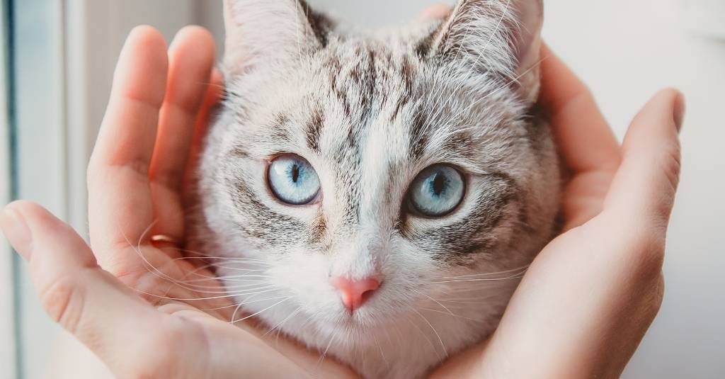 Human hands gently holding a light grey cat's head in their hands. How you can help your kitty with cat anxiety