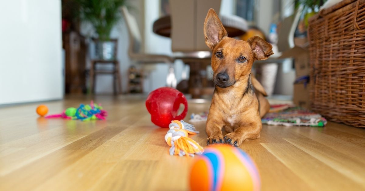 dog-on-the-floor-with-dog-toys