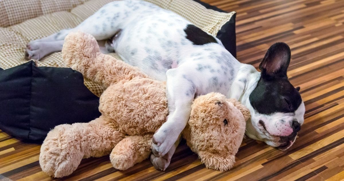 how-to-take-care-of-a-dog-hugging-teddy-bear-sleep