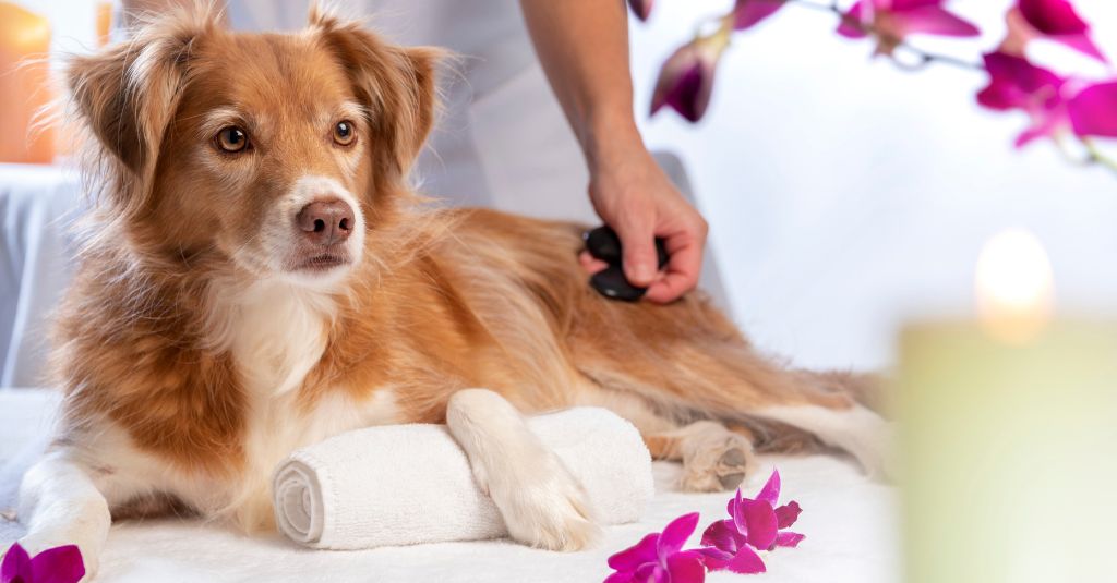 a nova scotian duck toller is laying down getting hot stones put onto their leg surrounded by flowers and candles, holistic pet supplements