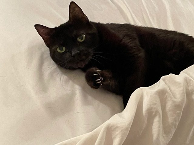 Lisa, a black cat with cat liver disease, laying on a bed cuddled up in white sheets